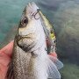 SAVAGE GEAR 3D Sticklebait Twitch 6.5cm 9.4 Sinking