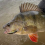 SAVAGE GEAR 3D Sticklebait Twitch 6.5cm 9.4 Sinking_Savage Gear