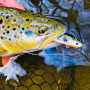 SAVAGE GEAR 3D Sticklebait Twitch 6.5cm 9.4 Sinking_Savage Gear