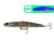 30511-Green Purple Shrimp
