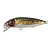 23542-Brown Trout