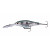 Gizzard Shad