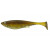 golden shiner