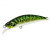 14559-Green Mackerel