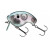 Gizzard Shad