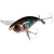 19735-IS SPAWNING OIKAWA MALE