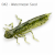 8439-042<br>Watermelon Seed