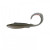 Gizzard Shad