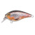 13495-Brown Trout