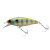 19264-CHARTREUSE BACK BLUEGILL