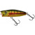 20036125-
			Gold Perch