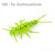 8794-026 - Flo Chartreuse-Green