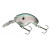 Gizzard Shad