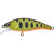 20065066-
			HL Gold Trout