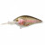 12071-Rainbow Trout