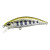 31588-Chart Head Yamame