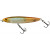 20081512-
			Star Minnow
