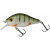 20032395-
			Green Perch