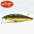 28534-Aurora Gold Northern Perch