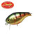 28552-Aurora Gold Northern Perch