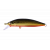 #27 Black Gold Orange Belly