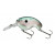 Gizzard Shad