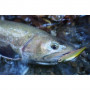 Воблери Daiwa SILVER CREEK MINNOW 50S_Daiwa