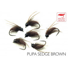 Sedge Pupae Brown