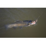 Блесна Aglia Long Cast_Mepps