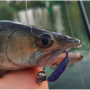 Силикон - FISHUP Tiny 1.5 inch_FishUp