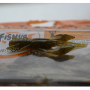 Силикон - FISHUP Real Craw 1.5 inch_FishUp