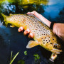 Воблер - SPRO Ikiru Mini Crank 38F SL 3.8cm 4g Floating_SPRO