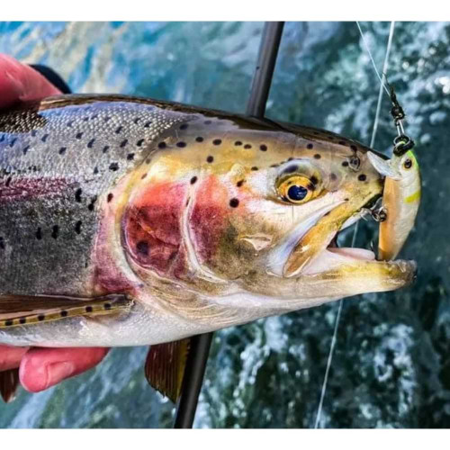 Воблер - JACKSON Trout Tune 55S 55mm 3.5g Sinking_JACKSON