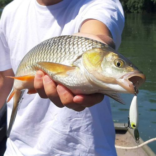 Воблер - JACKALL Riser Bait 004 40mm 5.6g Sinking_JACKALL