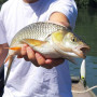 Воблер - JACKALL Riser Bait 004 40mm 5.6g Sinking_JACKALL