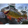 Воблер - JACKALL Nagisa 65SP 3.8g Suspending_JACKALL