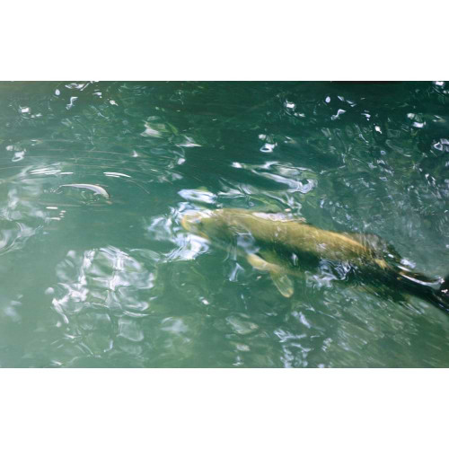 Воблер - JACKALL PikuPiku 65mm 3g Floating_JACKALL