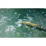 Воблер - JACKALL PikuPiku 65mm 3g Floating_JACKALL