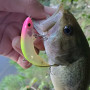 Воблер - JACKALL PikuPiku 65mm 3g Floating_JACKALL