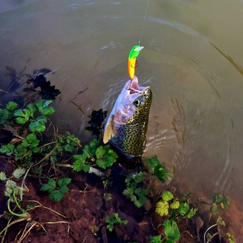 Воблер - JACKALL Pepino SR 56mm 2.2g Floating_JACKALL