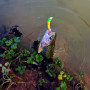 Воблер - JACKALL Pepino SR 56mm 2.2g Floating_JACKALL