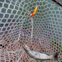 Воблер - JACKALL Pepino SR 56mm 2.2g Floating_JACKALL