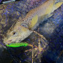 Воблер - SHIMANO Cardiff ML Bullet 93F AR-C 93mm 10g Floating_SHIMANO