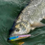 Воблер - SHIMANO Bantam Undulator 88F 88mm 17g Floating_SHIMANO