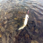 Воблер - ALEKSIEV HANDMADE Trout Killer - 4cm 1.7g Sinking_Aleksiev Handmade