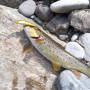 Воблер - ALEKSIEV HANDMADE Trout Killer - 4cm 1.7g Sinking_Aleksiev Handmade