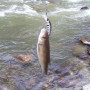 Воблер - ALEKSIEV HANDMADE Trout Killer - 4cm 1.7g Sinking_Aleksiev Handmade