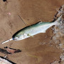 Воблер - AS LURES Hydra 210 210mm 29g Floating_AS LURES