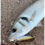 Воблер - SAVAGE GEAR Pop Walker 2.0 7cm 7g Floating_Savage Gear