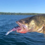 Воблер - SPRO Madeye Minnow 120mm 14g_SPRO